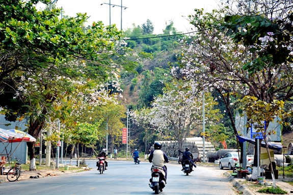 Hoa ban nở trắng các con đường thành phố Điện Biên Phủ.